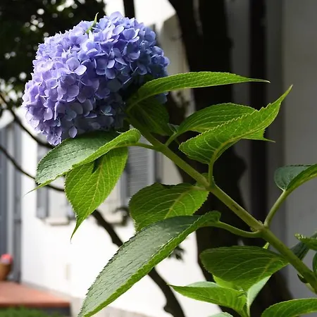 Appartement Antica Casa Balsari *